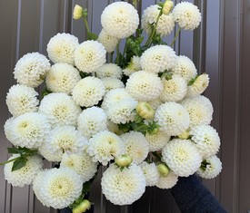 17 Белых Георгинов Изящных